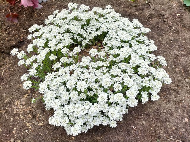 イベリスの花