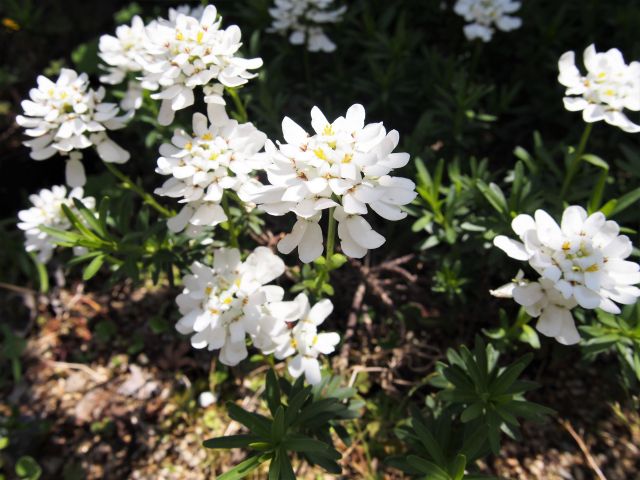 イベリスの花