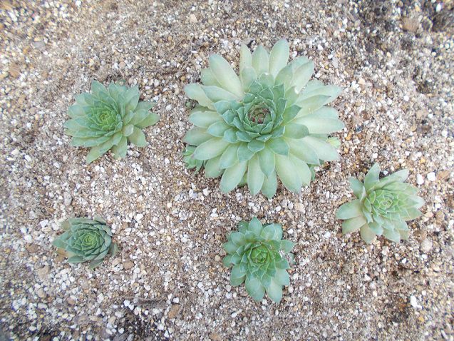 コウクンカ地植え