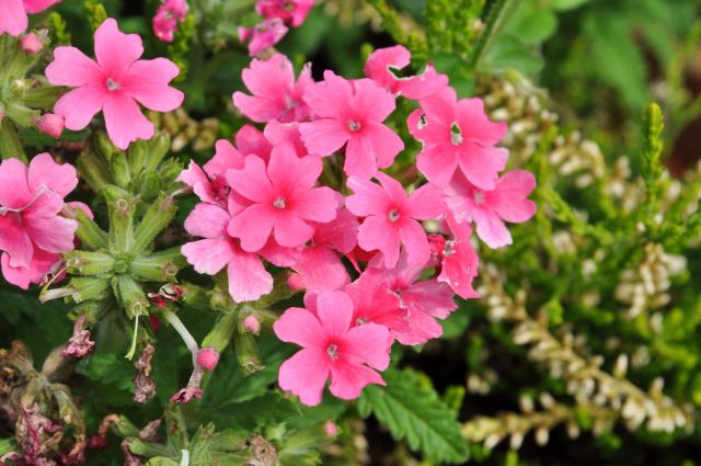 バーベラの花がら摘み