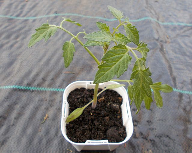 袋栽培で野菜を育てる方法は 培養土の入った袋を使ったミニトマトの栽培記録 楽して楽しむガーデニング