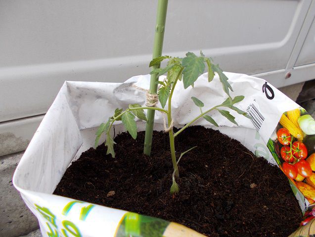 袋栽培で野菜を育てる方法は 培養土の入った袋を使ったミニトマトの栽培記録 楽して楽しむガーデニング