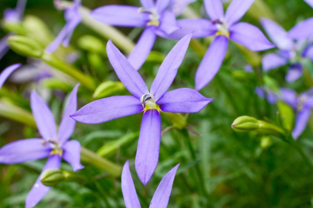 イソトマ(ローレンティア)の花