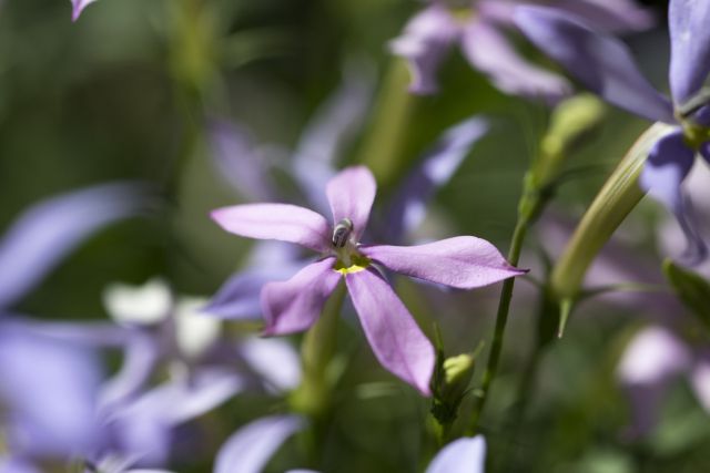 イソトマ(ローレンティア)の花