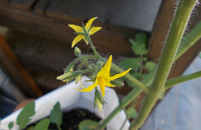 ミニトマトの花