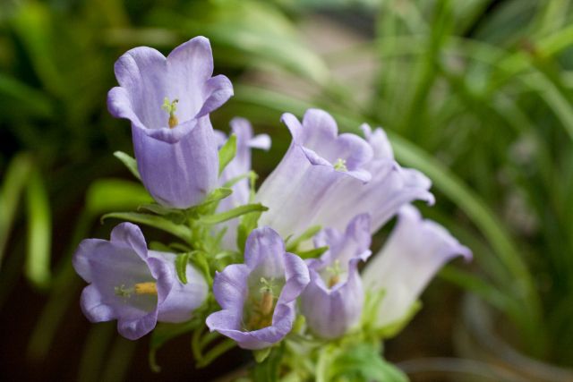 上向きに咲くカンパニュラの花