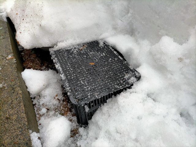 ヒペリカムを雪から掘り出す