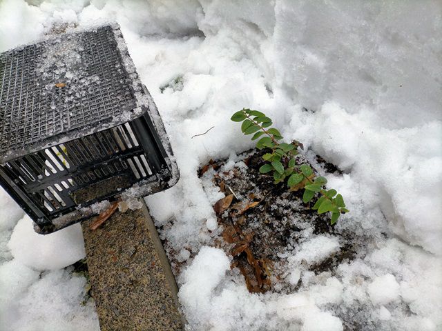 ヒペリカムを雪から掘り出す