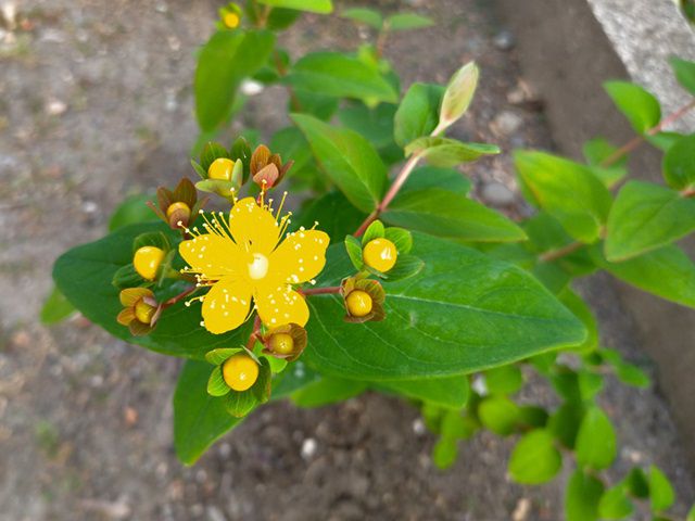 ヒペリカムの花が咲く