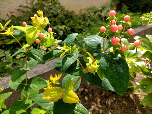 ヒペリカムの花と実