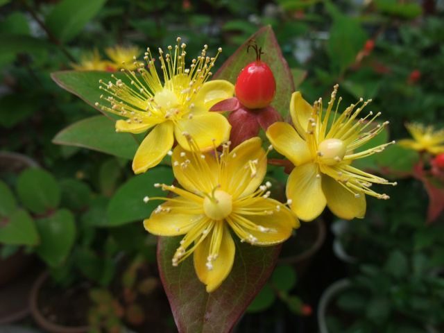 ヒペリカムの花と実