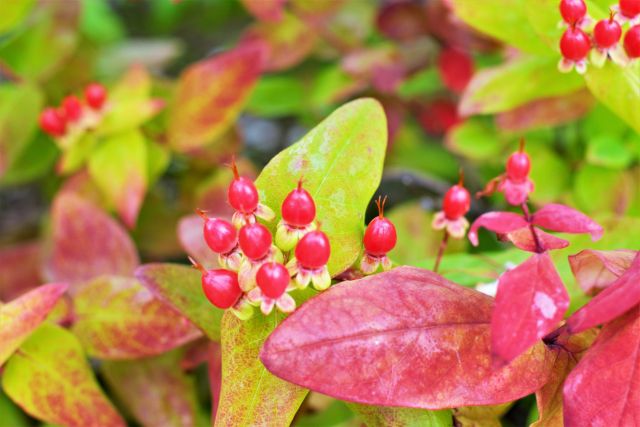 ヒペリカムの実と紅葉