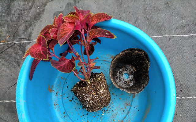 コリウスの植え付け