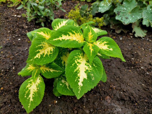 地植えしたコリウス