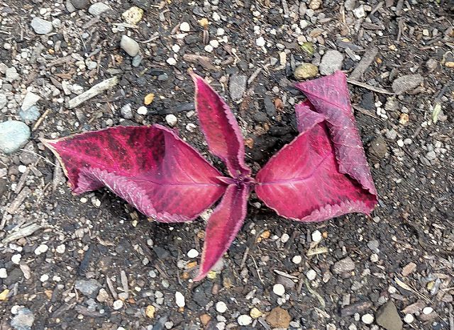 挿し芽したコリウスの苗