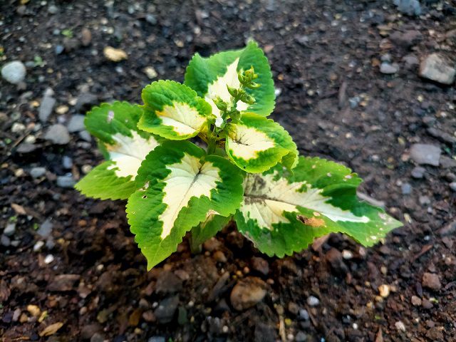 コリウス緑葉挿し芽苗