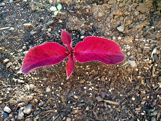 コリウス赤葉挿し芽苗