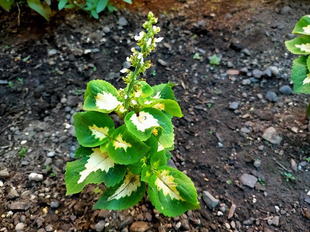 コリ数緑葉挿し芽苗