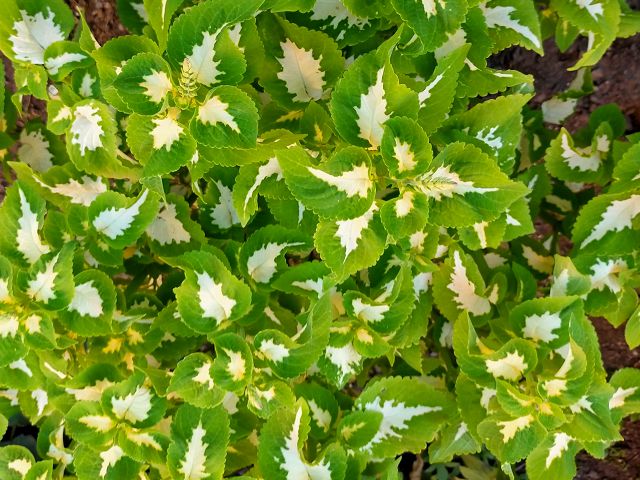 コリウス緑葉花芽