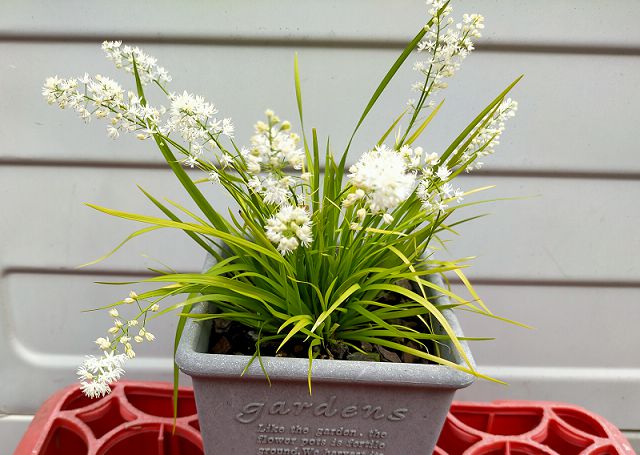 ハナゼキショウの鉢植え