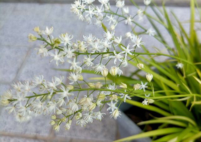 ハナゼキショウの花