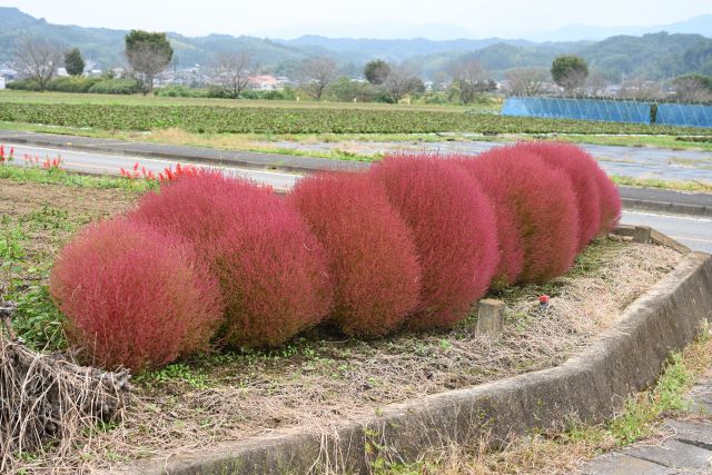 紅葉したコキア