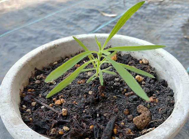 鉢植えのコキア