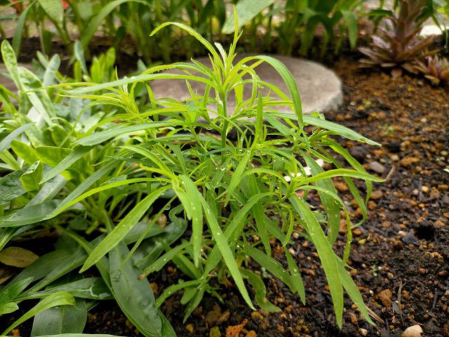 地植えのコキア